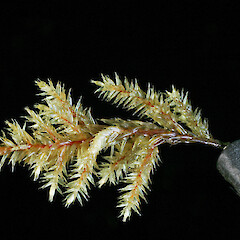Symphysodontella cylindracea