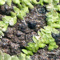 Cololejeunea floccosa