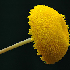 Inflorescence. Whanganui. Nov 2011.<br>Photographer: Colin C. Ogle, Licence: <a target='_blank' href='https://creativecommons.org/licenses/by-nc/4.0'>CC BY-NC</a>.