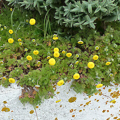Whanganui. Nov 2011.<br>Photographer: Colin C. Ogle, Licence: <a target='_blank' href='https://creativecommons.org/licenses/by-nc/4.0'>CC BY-NC</a>. <a class='member-message' href='/nzpcn/why-join-nzpcn/' target='_blank'>Members can view a larger version of this image.</a>