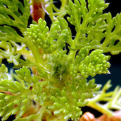 Adaxial leaf surfaces. Whanganui. Nov 2011.<br>Photographer: Colin C. Ogle, Licence: <a target='_blank' href='https://creativecommons.org/licenses/by-nc/4.0'>CC BY-NC</a>. <a class='member-message' href='/nzpcn/why-join-nzpcn/' target='_blank'>Members can view a larger version of this image.</a>