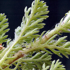 Abaxial leaf surfaces. Whanganui. Nov 2011.<br>Photographer: Colin C. Ogle, Licence: <a target='_blank' href='https://creativecommons.org/licenses/by-nc/4.0'>CC BY-NC</a>. <a class='member-message' href='/nzpcn/why-join-nzpcn/' target='_blank'>Members can view a larger version of this image.</a>