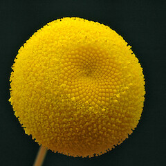 Capitulum. Whanganui. Nov 2011.<br>Photographer: Colin C. Ogle, Licence: <a target='_blank' href='https://creativecommons.org/licenses/by-nc/4.0'>CC BY-NC</a>. <a class='member-message' href='/nzpcn/why-join-nzpcn/' target='_blank'>Members can view a larger version of this image.</a>