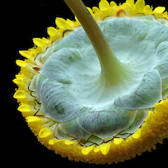 Underside of capitulum. Whanganui. Nov 2011.<br>Photographer: Colin C. Ogle, Licence: <a target='_blank' href='https://creativecommons.org/licenses/by-nc/4.0'>CC BY-NC</a>. <a class='member-message' href='/nzpcn/why-join-nzpcn/' target='_blank'>Members can view a larger version of this image.</a>