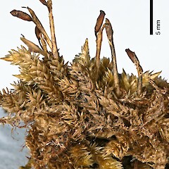 Raoul Island (Nov 2011) from a specimen collected by Peter de Lange (May 2011).<br>Photographer: Jeremy R. Rolfe, Licence: <a target='_blank' href='https://creativecommons.org/licenses/by/4.0'>CC BY</a>. <a class='member-message' href='/nzpcn/why-join-nzpcn/' target='_blank'>Members can view a larger version of this image.</a>