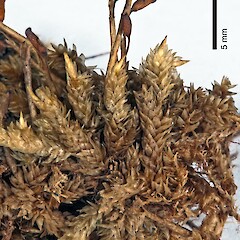 Raoul Island (Nov 2011) from a specimen collected by Peter de Lange (May 2011).<br>Photographer: Jeremy R. Rolfe, Licence: <a target='_blank' href='https://creativecommons.org/licenses/by/4.0'>CC BY</a>. <a class='member-message' href='/nzpcn/why-join-nzpcn/' target='_blank'>Members can view a larger version of this image.</a>