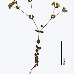 Kaimaumau Swamp. Nov 2011, (from a specimen collected by Lisa Forester).<br>Photographer: Jeremy R. Rolfe, Licence: <a target='_blank' href='https://creativecommons.org/licenses/by/4.0'>CC BY</a>. <a class='member-message' href='/nzpcn/why-join-nzpcn/' target='_blank'>Members can view a larger version of this image.</a>