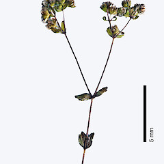 Kaimaumau Swamp. Nov 2011, (from a specimen collected by Lisa Forester).<br>Photographer: Jeremy R. Rolfe, Licence: <a target='_blank' href='https://creativecommons.org/licenses/by/4.0'>CC BY</a>. <a class='member-message' href='/nzpcn/why-join-nzpcn/' target='_blank'>Members can view a larger version of this image.</a>