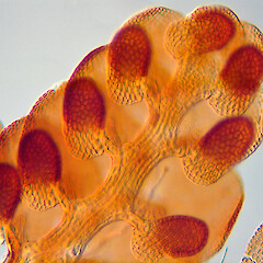 Stem habit.<br>Photographer: Matt von Konrat, Licence: All rights reserved. <a class='member-message' href='/nzpcn/why-join-nzpcn/' target='_blank'>Members can view a larger version of this image.</a>