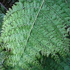 Adaxial surface of frond. Growing wild at University of Auckland campus. Aug 2011.<br>Photographer: Peter J de Lange, Licence: <a target='_blank' href='https://creativecommons.org/licenses/by-nc/4.0'>CC BY-NC</a>. <a class='member-message' href='/nzpcn/why-join-nzpcn/' target='_blank'>Members can view a larger version of this image.</a>