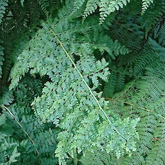 Adaxial surface of frond. Growing wild at University of Auckland campus. Aug 2011.<br>Photographer: Peter J de Lange, Licence: <a target='_blank' href='https://creativecommons.org/licenses/by-nc/4.0'>CC BY-NC</a>. <a class='member-message' href='/nzpcn/why-join-nzpcn/' target='_blank'>Members can view a larger version of this image.</a>