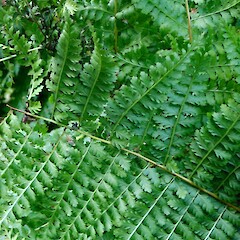 Abaxial surface of frond. Growing wild at University of Auckland campus. Aug 2011.<br>Photographer: Peter J de Lange, Licence: <a target='_blank' href='https://creativecommons.org/licenses/by-nc/4.0'>CC BY-NC</a>. <a class='member-message' href='/nzpcn/why-join-nzpcn/' target='_blank'>Members can view a larger version of this image.</a>