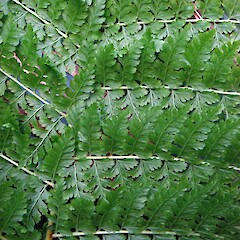 Abaxial surface of frond. Growing wild at University of Auckland campus. Aug 2011.<br>Photographer: Peter J de Lange, Licence: <a target='_blank' href='https://creativecommons.org/licenses/by-nc/4.0'>CC BY-NC</a>. <a class='member-message' href='/nzpcn/why-join-nzpcn/' target='_blank'>Members can view a larger version of this image.</a>