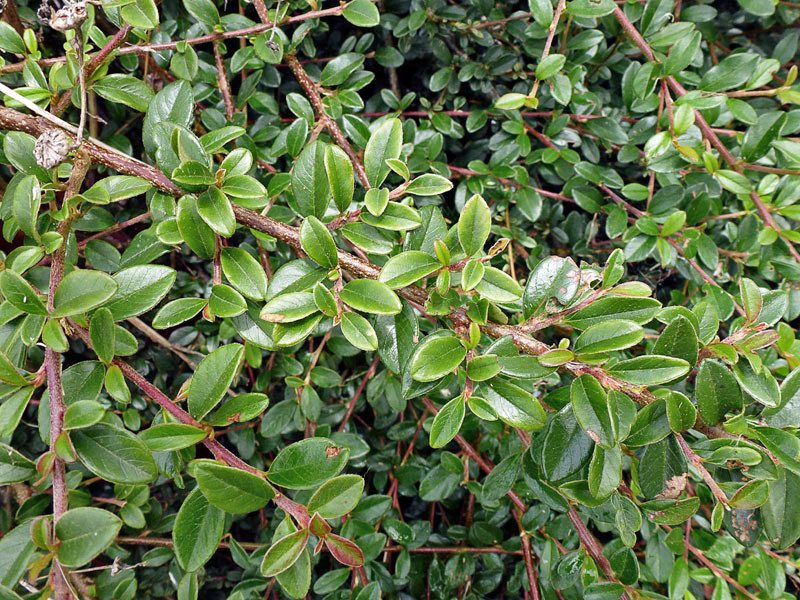 Cotoneaster dammeri • New Zealand Plant Conservation Network
