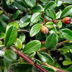 Foxton. Jan 2012.<br>Photographer: Colin C. Ogle, Licence: <a target='_blank' href='https://creativecommons.org/licenses/by-nc/4.0'>CC BY-NC</a>. <a class='member-message' href='/nzpcn/why-join-nzpcn/' target='_blank'>Members can view a larger version of this image.</a>