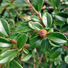 Foxton. Jan 2012.<br>Photographer: Colin C. Ogle, Licence: <a target='_blank' href='https://creativecommons.org/licenses/by-nc/4.0'>CC BY-NC</a>. <a class='member-message' href='/nzpcn/why-join-nzpcn/' target='_blank'>Members can view a larger version of this image.</a>