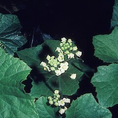 Motukakarikitahi.<br>Photographer: John Smith-Dodsworth, Licence: <a target='_blank' href='https://creativecommons.org/licenses/by-nc/4.0'>CC BY-NC</a>. <a class='member-message' href='/nzpcn/why-join-nzpcn/' target='_blank'>Members can view a larger version of this image.</a>