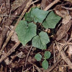 Seedling on Little Barrier Island.<br>Photographer: Bec Stanley, Licence: <a target='_blank' href='https://creativecommons.org/licenses/by-sa/4.0'>CC BY-SA</a>.
