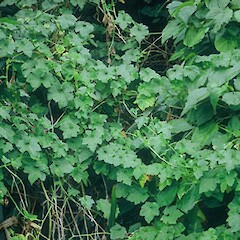 Rat Island, Coromandel.<br>Photographer: John Smith-Dodsworth, Licence: <a target='_blank' href='https://creativecommons.org/licenses/by-nc/4.0'>CC BY-NC</a>. <a class='member-message' href='/nzpcn/why-join-nzpcn/' target='_blank'>Members can view a larger version of this image.</a>