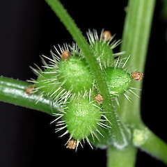 Fruit. In cultivation.<br>Photographer: Jeremy R. Rolfe, Date taken: 19/07/2007, Licence: <a target='_blank' href='https://creativecommons.org/licenses/by/4.0'>CC BY</a>. <a class='member-message' href='/nzpcn/why-join-nzpcn/' target='_blank'>Members can view a larger version of this image.</a>