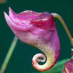 Flower bud. Naturalised in a Whanganui garden. Mar 2009.<br>Photographer: Colin C. Ogle, Licence: <a target='_blank' href='https://creativecommons.org/licenses/by-nc/4.0'>CC BY-NC</a>.