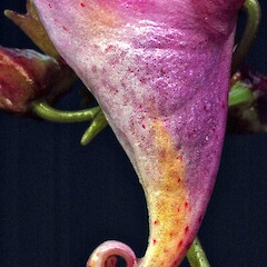 Flower bud. Naturalised in a Whanganui garden. Mar 2009.<br>Photographer: Colin C. Ogle, Licence: <a target='_blank' href='https://creativecommons.org/licenses/by-nc/4.0'>CC BY-NC</a>. <a class='member-message' href='/nzpcn/why-join-nzpcn/' target='_blank'>Members can view a larger version of this image.</a>