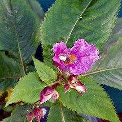 Naturalised in a Whanganui garden. Mar 2009.<br>Photographer: Colin C. Ogle, Licence: <a target='_blank' href='https://creativecommons.org/licenses/by-nc/4.0'>CC BY-NC</a>. <a class='member-message' href='/nzpcn/why-join-nzpcn/' target='_blank'>Members can view a larger version of this image.</a>