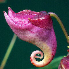 Flower bud. Naturalised in a Whanganui garden. Mar 2009.<br>Photographer: Colin C. Ogle, Licence: <a target='_blank' href='https://creativecommons.org/licenses/by-nc/4.0'>CC BY-NC</a>. <a class='member-message' href='/nzpcn/why-join-nzpcn/' target='_blank'>Members can view a larger version of this image.</a>