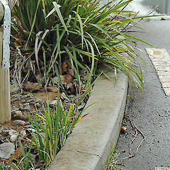 Naturalising at Massey University, Palmerston North. Jul 2007.<br>Photographer: Colin C. Ogle, Licence: <a target='_blank' href='https://creativecommons.org/licenses/by-nc/4.0'>CC BY-NC</a>. <a class='member-message' href='/nzpcn/why-join-nzpcn/' target='_blank'>Members can view a larger version of this image.</a>