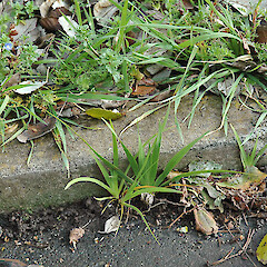 Naturalising at Massey University, Palmerston North. Jul 2007.<br>Photographer: Colin C. Ogle, Licence: <a target='_blank' href='https://creativecommons.org/licenses/by-nc/4.0'>CC BY-NC</a>. <a class='member-message' href='/nzpcn/why-join-nzpcn/' target='_blank'>Members can view a larger version of this image.</a>