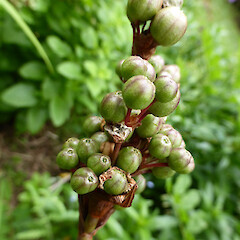 Immature fruit in homestead garden, Bushy Park, Whanganui.<br>Photographer: Colin C. Ogle, Date taken: 29/11/2016, Licence: <a target='_blank' href='https://creativecommons.org/licenses/by-nc/4.0'>CC BY-NC</a>. <a class='member-message' href='/nzpcn/why-join-nzpcn/' target='_blank'>Members can view a larger version of this image.</a>