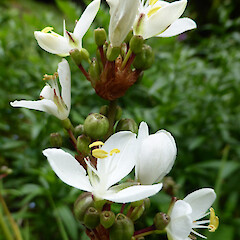 Flowers & immature fruit head in homestead garden, Bushy Park, Whanganui.<br>Photographer: Colin C. Ogle, Date taken: 29/11/2016, Licence: <a target='_blank' href='https://creativecommons.org/licenses/by-nc/4.0'>CC BY-NC</a>. <a class='member-message' href='/nzpcn/why-join-nzpcn/' target='_blank'>Members can view a larger version of this image.</a>