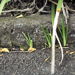 Naturalising at Moutua Gardens, Whanganui. Dec 2009.<br>Photographer: Colin C. Ogle, Licence: <a target='_blank' href='https://creativecommons.org/licenses/by-nc/4.0'>CC BY-NC</a>. <a class='member-message' href='/nzpcn/why-join-nzpcn/' target='_blank'>Members can view a larger version of this image.</a>