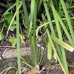 Naturalising at Moutua Gardens, Whanganui. Dec 2009.<br>Photographer: Colin C. Ogle, Licence: <a target='_blank' href='https://creativecommons.org/licenses/by-nc/4.0'>CC BY-NC</a>. <a class='member-message' href='/nzpcn/why-join-nzpcn/' target='_blank'>Members can view a larger version of this image.</a>