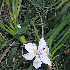Whanganui. Jan 2007.<br>Photographer: Ian Bell, Licence: <a target='_blank' href='https://creativecommons.org/licenses/by-nc/4.0'>CC BY-NC</a>. <a class='member-message' href='/nzpcn/why-join-nzpcn/' target='_blank'>Members can view a larger version of this image.</a>