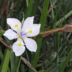 Flower with immature and mature seed capsules. Whanganui. Jan 2007.<br>Photographer: Ian Bell, Licence: <a target='_blank' href='https://creativecommons.org/licenses/by-nc/4.0'>CC BY-NC</a>. <a class='member-message' href='/nzpcn/why-join-nzpcn/' target='_blank'>Members can view a larger version of this image.</a>