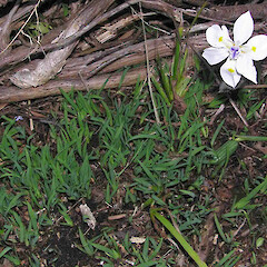 Naturalising in a Whanganui garden. Jan 2007.<br>Photographer: Ian Bell, Licence: <a target='_blank' href='https://creativecommons.org/licenses/by-nc/4.0'>CC BY-NC</a>. <a class='member-message' href='/nzpcn/why-join-nzpcn/' target='_blank'>Members can view a larger version of this image.</a>