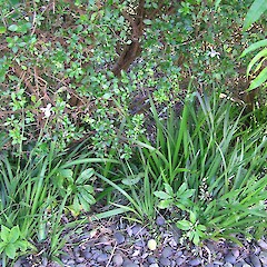 Naturalising in a Whanganui garden. Jan 2007.<br>Photographer: Ian Bell, Licence: <a target='_blank' href='https://creativecommons.org/licenses/by-nc/4.0'>CC BY-NC</a>. <a class='member-message' href='/nzpcn/why-join-nzpcn/' target='_blank'>Members can view a larger version of this image.</a>