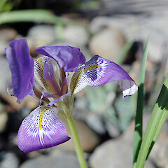 Iris unguicularis