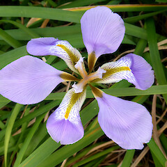 First flower of the autumn; Garden, St John’s Hill, Whanganui.<br>Photographer: Colin C. Ogle, Date taken: 01/03/2020, Licence: <a target='_blank' href='https://creativecommons.org/licenses/by-nc/4.0'>CC BY-NC</a>. <a class='member-message' href='/nzpcn/why-join-nzpcn/' target='_blank'>Members can view a larger version of this image.</a>