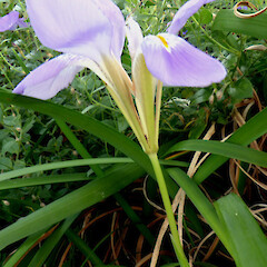 First flower of the autumn showing 20 cm corolla tube; garden, St John’s Hill, Whanganui.<br>Photographer: Colin C. Ogle, Date taken: 01/03/2020, Licence: <a target='_blank' href='https://creativecommons.org/licenses/by-nc/4.0'>CC BY-NC</a>. <a class='member-message' href='/nzpcn/why-join-nzpcn/' target='_blank'>Members can view a larger version of this image.</a>