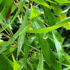 Whanganui. Jun 2012.<br>Photographer: Colin C. Ogle, Licence: <a target='_blank' href='https://creativecommons.org/licenses/by-nc/4.0'>CC BY-NC</a>. <a class='member-message' href='/nzpcn/why-join-nzpcn/' target='_blank'>Members can view a larger version of this image.</a>