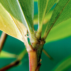 Leaf bases. Whanganui. Jun 2012.<br>Photographer: Colin C. Ogle, Licence: <a target='_blank' href='https://creativecommons.org/licenses/by-nc/4.0'>CC BY-NC</a>. <a class='member-message' href='/nzpcn/why-join-nzpcn/' target='_blank'>Members can view a larger version of this image.</a>