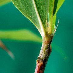 Leaf base. Whanganui. Jun 2012.<br>Photographer: Colin C. Ogle, Licence: <a target='_blank' href='https://creativecommons.org/licenses/by-nc/4.0'>CC BY-NC</a>. <a class='member-message' href='/nzpcn/why-join-nzpcn/' target='_blank'>Members can view a larger version of this image.</a>