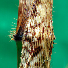 Sheath with marbled pattern. Whanganui. Jun 2012.<br>Photographer: Colin C. Ogle, Licence: <a target='_blank' href='https://creativecommons.org/licenses/by-nc/4.0'>CC BY-NC</a>. <a class='member-message' href='/nzpcn/why-join-nzpcn/' target='_blank'>Members can view a larger version of this image.</a>