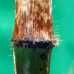 Stem node and sheath. Whanganui. Jun 2012.<br>Photographer: Colin C. Ogle, Licence: <a target='_blank' href='https://creativecommons.org/licenses/by-nc/4.0'>CC BY-NC</a>. <a class='member-message' href='/nzpcn/why-join-nzpcn/' target='_blank'>Members can view a larger version of this image.</a>