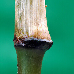 Young stem node. Whanganui. Jun 2012.<br>Photographer: Colin C. Ogle, Licence: <a target='_blank' href='https://creativecommons.org/licenses/by-nc/4.0'>CC BY-NC</a>. <a class='member-message' href='/nzpcn/why-join-nzpcn/' target='_blank'>Members can view a larger version of this image.</a>