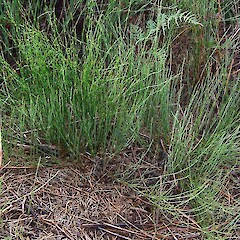Empodisma robustum.<br>Photographer: Wayne Bennett, Licence: <a target='_blank' href='https://creativecommons.org/licenses/by-nc/4.0'>CC BY-NC</a>. <a class='member-message' href='/nzpcn/why-join-nzpcn/' target='_blank'>Members can view a larger version of this image.</a>