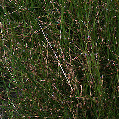 Empodisma robustum.<br>Photographer: Wayne Bennett, Licence: <a target='_blank' href='https://creativecommons.org/licenses/by-nc/4.0'>CC BY-NC</a>. <a class='member-message' href='/nzpcn/why-join-nzpcn/' target='_blank'>Members can view a larger version of this image.</a>