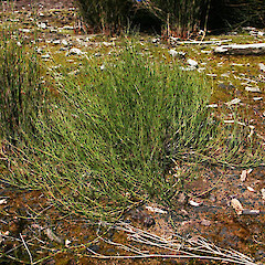 Empodisma robustum.<br>Photographer: Wayne Bennett, Licence: <a target='_blank' href='https://creativecommons.org/licenses/by-nc/4.0'>CC BY-NC</a>. <a class='member-message' href='/nzpcn/why-join-nzpcn/' target='_blank'>Members can view a larger version of this image.</a>